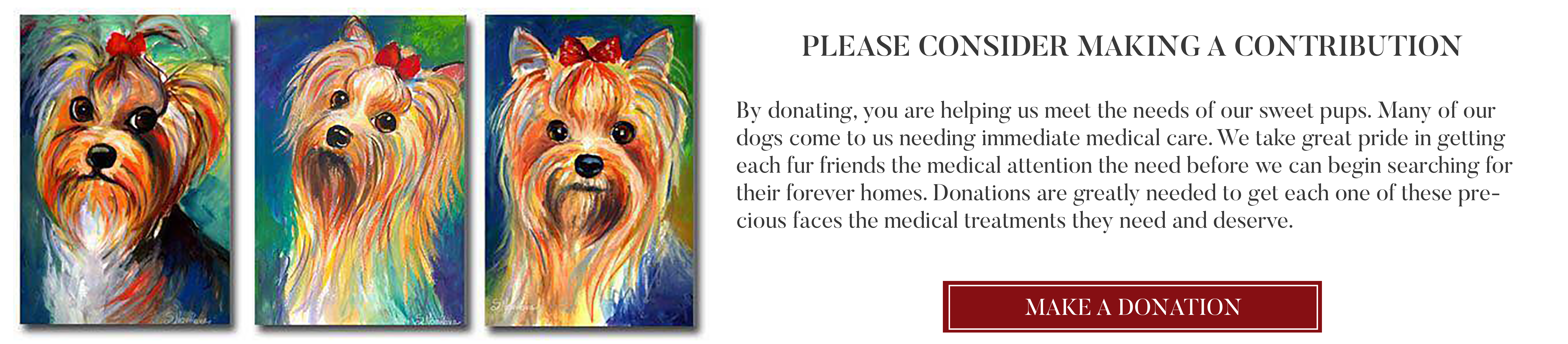 yorkie poo rescue az yorkie poo rescue az 4k wallpapers yorkie poo rescue az yorkie poo rescue az 4k wallpapers